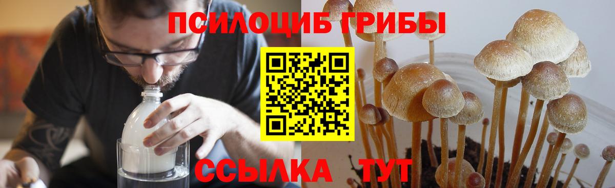 Псилоцибиновые грибы Psilocybine cubensis Димитровград